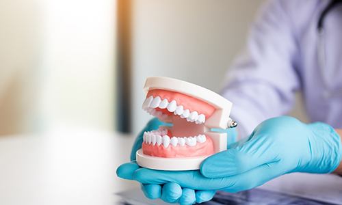 Denture dentist in Braintree holding model of teeth